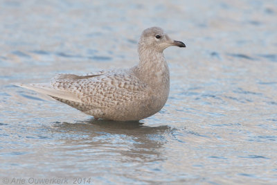 Kleine Burgemeester - Iceland Gull - Larus glaucoides