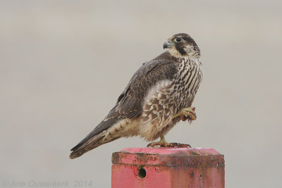 Slechtvalk - Peregrine Falcon - Falco peregrinus