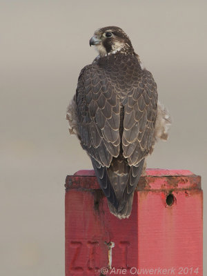 Slechtvalk - Peregrine Falcon - Falco peregrinus