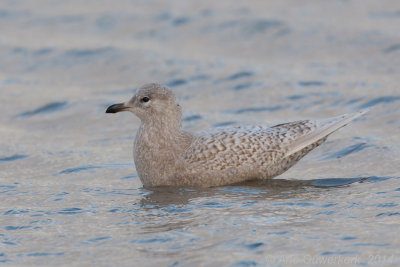 Kleine Burgemeester - Iceland Gull - Larus glaucoides