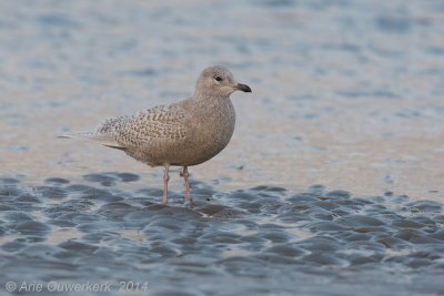 Kleine Burgemeester - Iceland Gull - Larus glaucoides