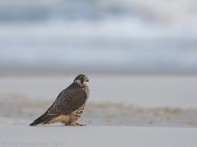 Slechtvalk - Peregrine Falcon - Falco peregrinus