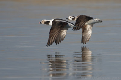 IJseend - Long-tailed Duck - Clangula hyemalis