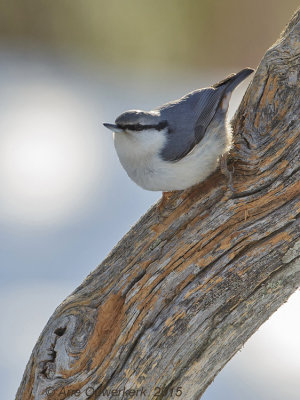 Boomklever - Wood Nuthatch - Sitta europaea