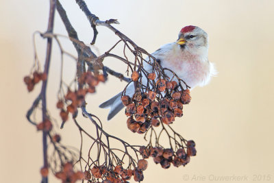 Witstuitbarmsijs - Arctic Redpoll -  Carduelis hornemanni