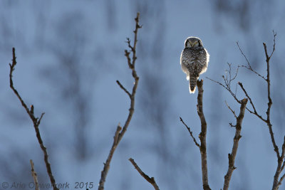 Sperweruil - Northern Hawk Owl - Surnia ulula