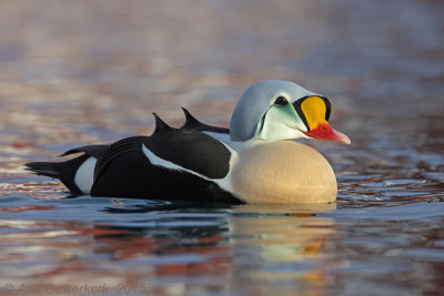 Koningseider - King Eider - Somateria spectabilis