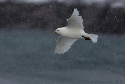 Ivoormeeuw - Ivory Gull - Pagophila eburnea