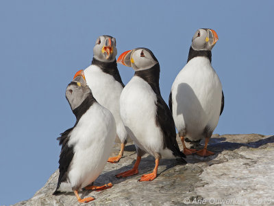 Papegaaiduiker - Atlantic Puffin - Fratercula arctica