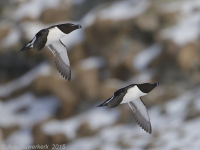 Alk - Razorbill - Alca torda