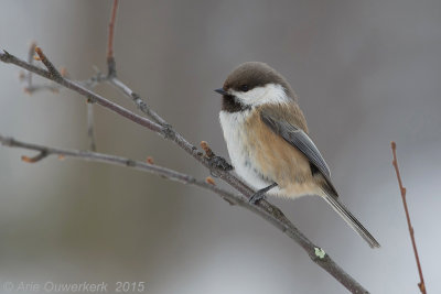 Bruinkopmees - Siberian Tit (Grey-headed Chikadee) - Poecile cinctus