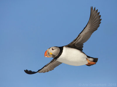 Papegaaiduiker - Atlantic Puffin - Fratercula arctica