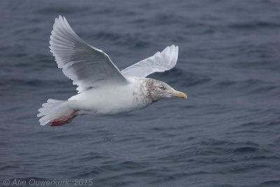 Grote Burgemeester - Glaucous Gull - Larus hyperboreus