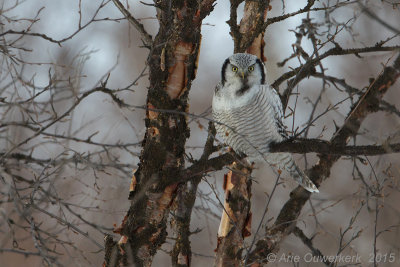 Sperweruil - Northern Hawk Owl - Surnia ulula
