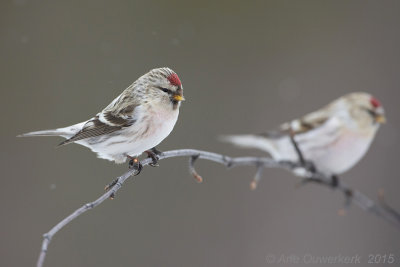 Witstuitbarmsijs - Arctic Redpoll - Carduelis hornemanni exilipes