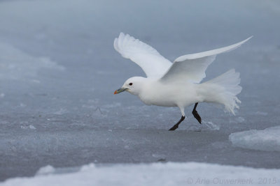 Ivoormeeuw - Ivory Gull - Pagophila eburnea