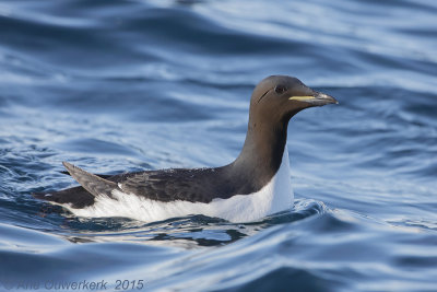 Dikbekzeekoet/Kortbekzeekoet - Thick-billed Murre/Brunnich's Guillemot - Uria lomvia