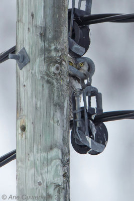 Sperweruil - Northern Hawk Owl - Surnia ulula