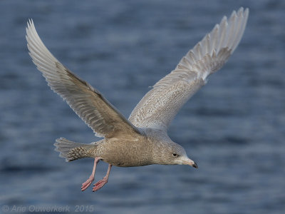 Grote Burgemeester - Glaucous Gull - Larus hyperboreus