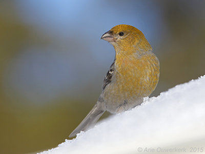 Haakbek - Pine Grosbeak - Pinicola enucleator