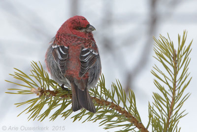 Haakbek - Pine Grosbeak - Pinicola enucleator