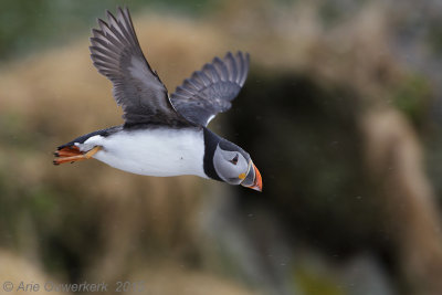 Papegaaiduiker - Atlantic Puffin - Fratercula arctica