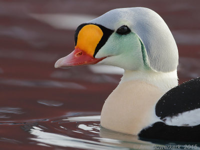 Koningseider - King Eider - Somateria spectabilis