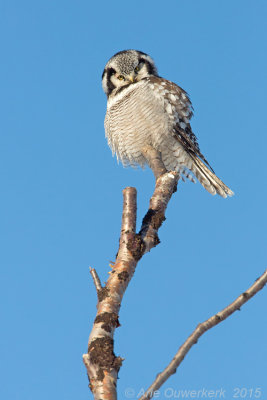 Sperweruil - Northern Hawk Owl - Surnia ulula