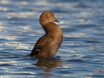 Koningseider - King Eider - Somateria spectabilis