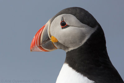 Papegaaiduiker - Atlantic Puffin - Fratercula arctica