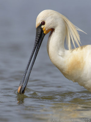 Eurasian Spoonbill - Lepelaar - Platalea leucorodia