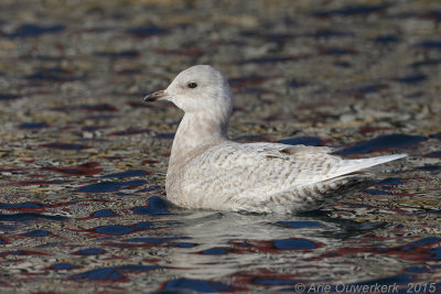 Kleine Burgemeester - Iceland Gull - Larus glaucoides