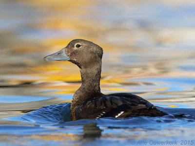 Stellers Eider - Steller's Eider - Polysticta stelleri