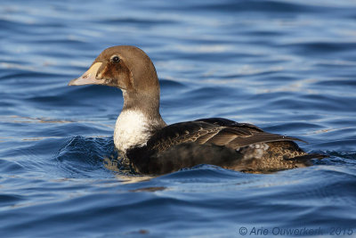 Koningseider - King Eider - Somateria spectabilis