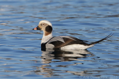 IJseend - Long-tailed Duck - Clangula hyemalis