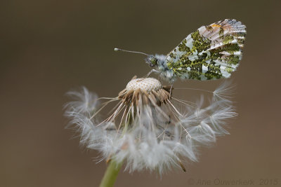 Oranjetipje - Orange Tip - Anthocharis cardamine