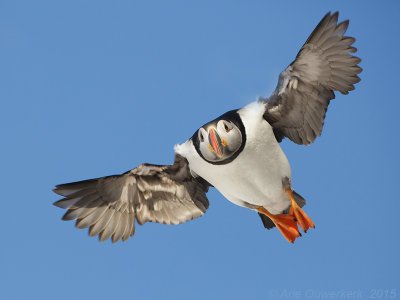 Papegaaiduiker - Atlantic Puffin - Fratercula arctica