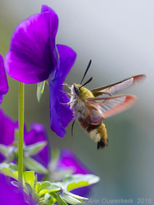 Glasvleugelpijlstaart - Broad-bordered Bee Hawk-moth - Hemaris fuciformis