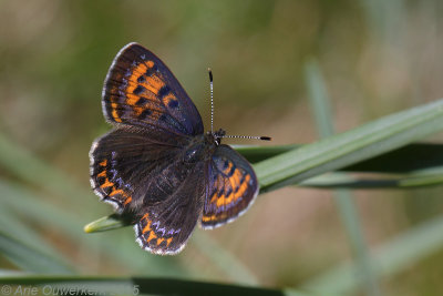 Blauwe Vuurvlinder - Violet Copper - Lycaena helle