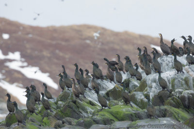 Kuifaalscholver - European Shag - Phalacrocorax aristotelis