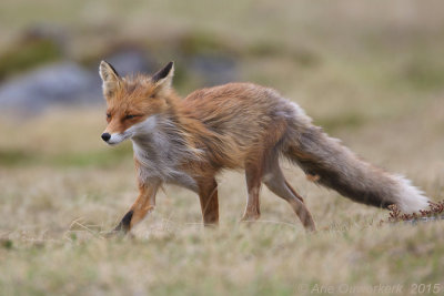 Rode Vos - Red Fox - Vulpes vulpes