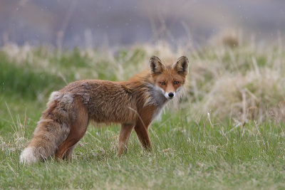 Rode Vos - Red Fox - Vulpes vulpes