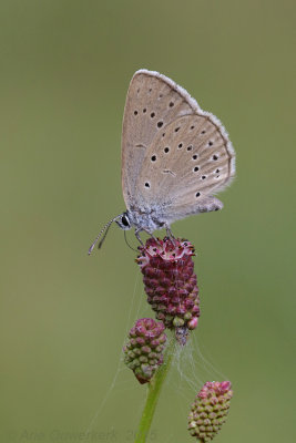 Pimpernelblauwtje - Scarce Large Blue - Phengaris teleius