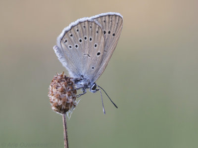 Pimpernelblauwtje - Scarce Large Blue - Phengaris teleius