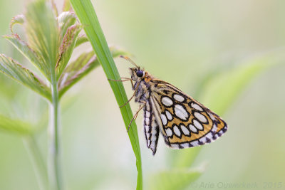 Spiegeldikkopje - Large Chequered Skipper - Heteropterus morpheus