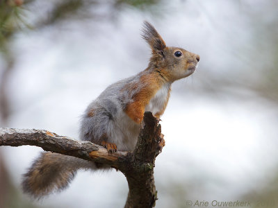 Rode Eekhoorn - Eurasian Red Squirrel - Sciurus vulgaris
