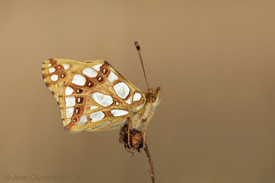 Kleine Parelmoervlinder - Queen of Spain Fritillary - Issoria lathonia