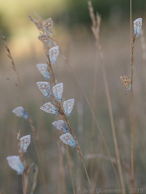 Bleek Blauwtje - Chalkhill Blue - Polyommatus coridon