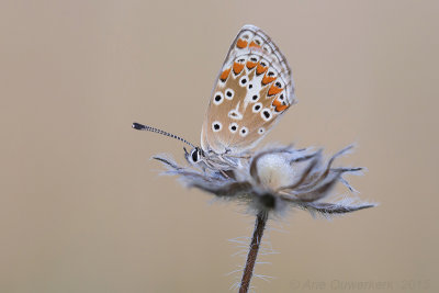 Bruin Blauwtje - Brown Argus - Aricia agestis