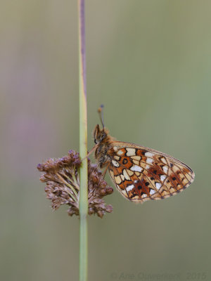 Zilveren Maan - Small Pearl-bordered Fritillary - Boloria selene